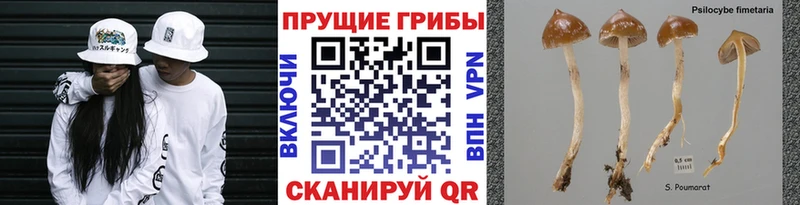 купить закладку  ОМГ ОМГ ССЫЛКА  Псилоцибиновые грибы Cubensis  Бикин 